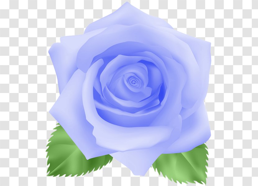 Flower Lavender Centifolia Roses Blue Rose Clip Art - Garden Transparent PNG