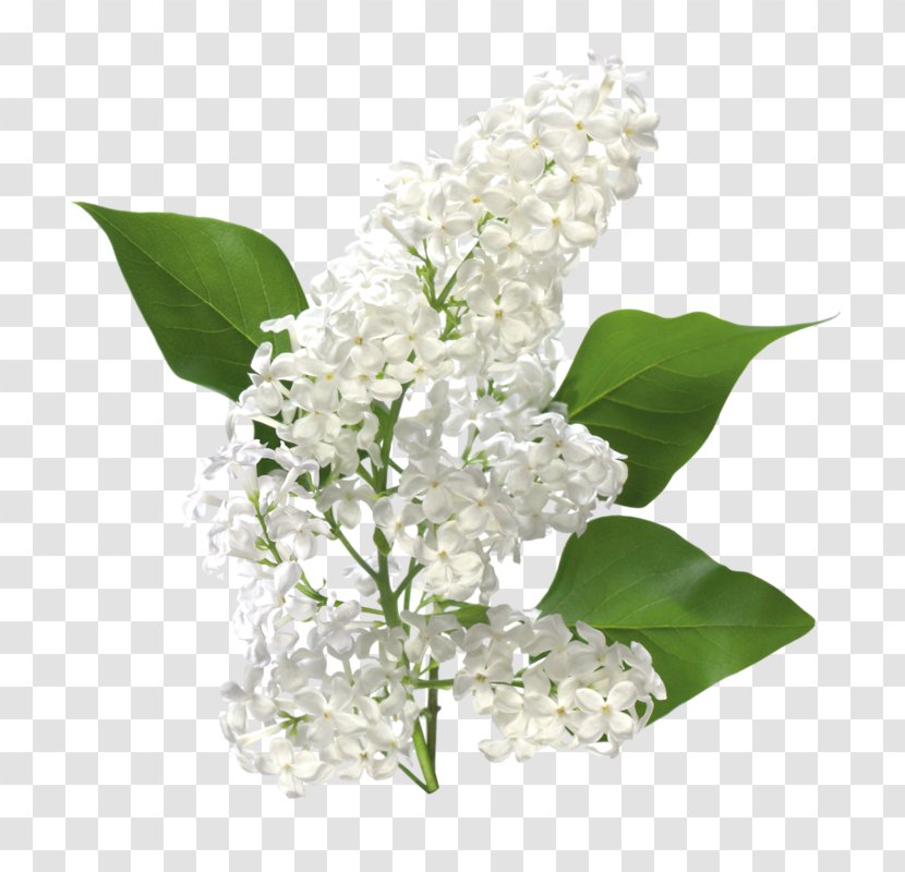 Common Lilac Clip Art Image - Flower Transparent PNG