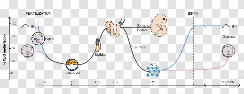 DNA Methylation Reprogramming Embryogenesis - Flower - Germ Cell Transparent PNG