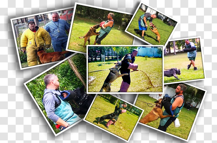 Photographic Paper Photomontage Collage Leisure - Police Dog Transparent PNG