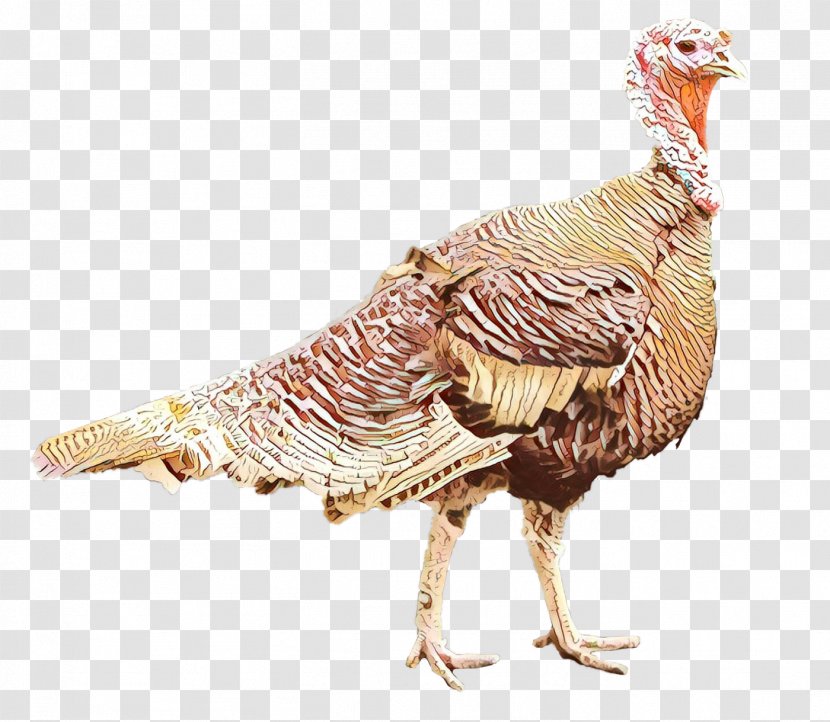 Turkey Cartoon - Beak - Fowl Flightless Bird Transparent PNG
