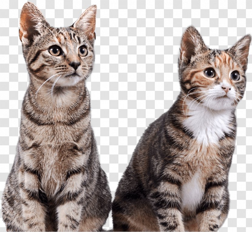 Dragon Li American Shorthair Kitten European California Spangled - Cat Litter Transparent PNG