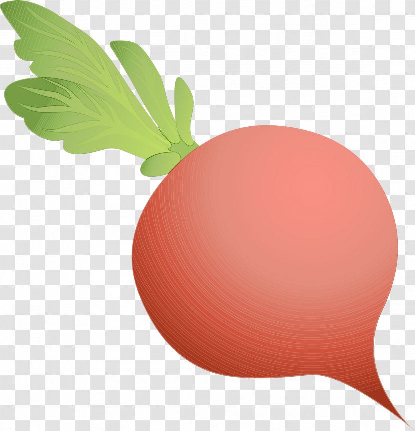 Leaf Watercolor - Fruit - Plant Radish Transparent PNG