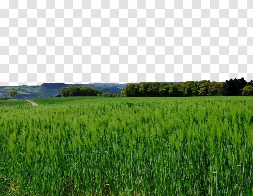 Aojiru Barley Wheat Photography - Land Lot - Green Field Transparent PNG