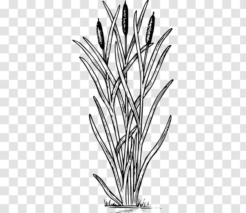 Coloring Book Typha Latifolia Swamp Aquatic Plants - Child Transparent PNG