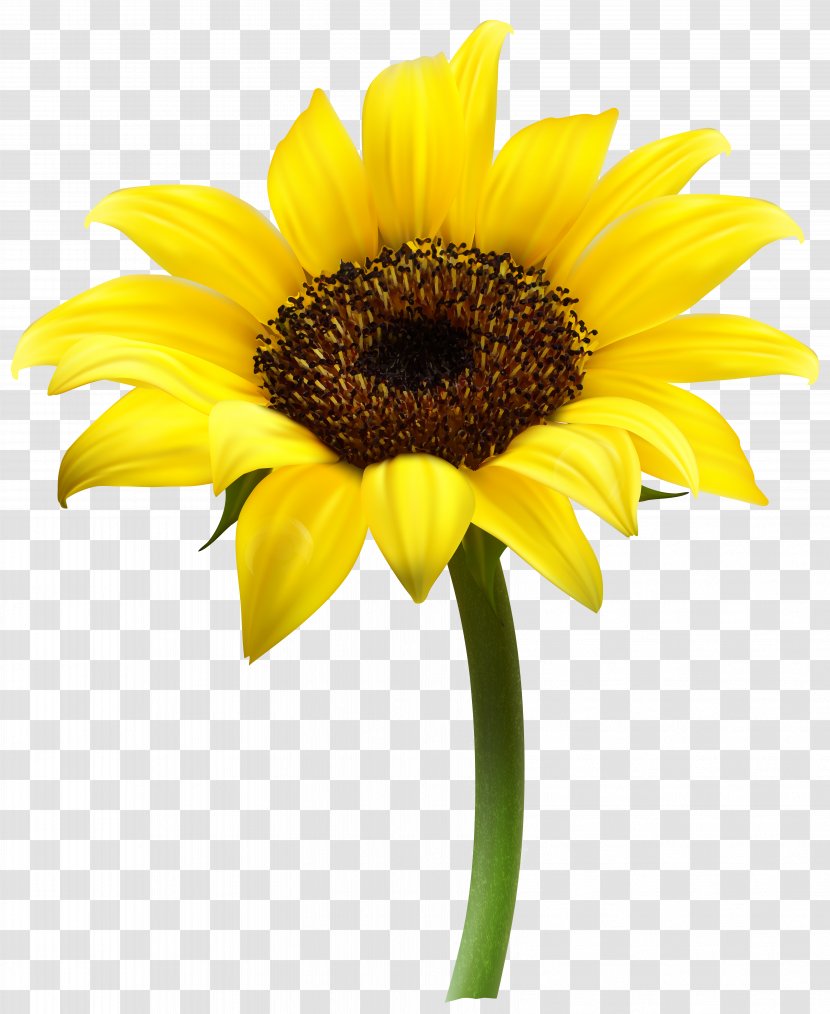 Common Sunflower Clip Art - Petal Transparent PNG