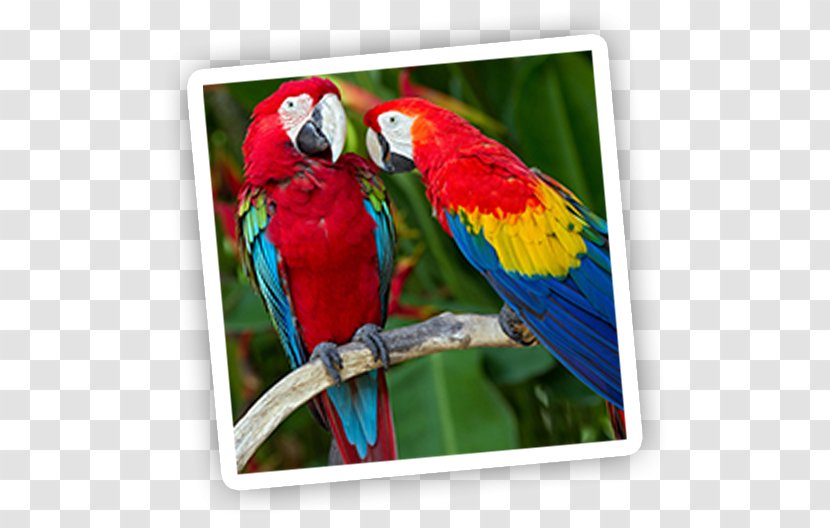 Parrot Bird Red-and-green Macaw Scarlet - Hyacinth Transparent PNG