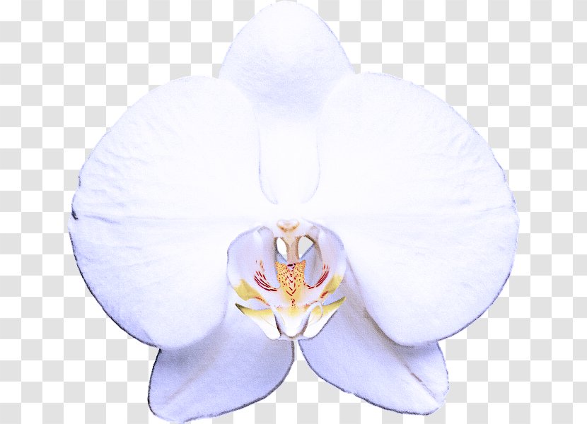 Lavender - Flower - Flowering Plant Transparent PNG