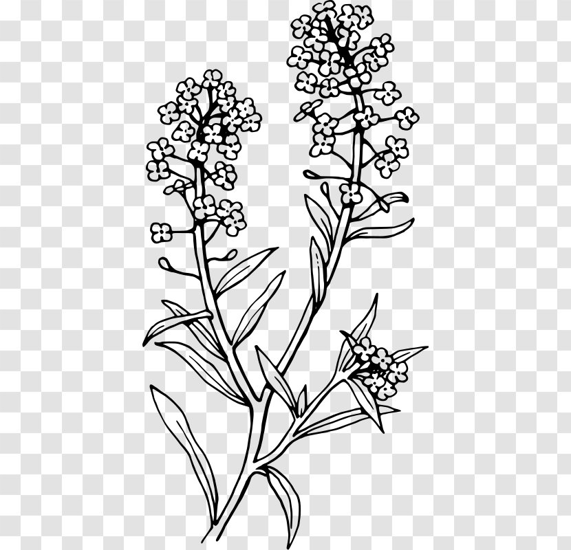 English Lavender Sweet Alyssum Color Plants - Monochrome Photography - Floral Tattoo Transparent PNG