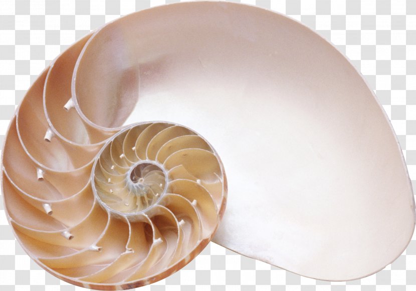 Chambered Nautilus Seashell Sea Snail Spiral Transparent PNG
