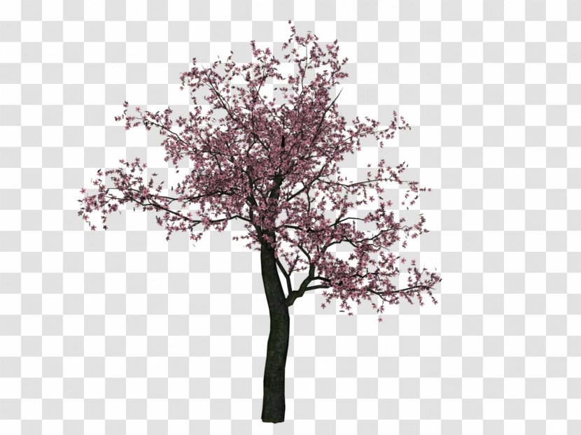 Cherry Blossom Tree - Root - Image Transparent PNG