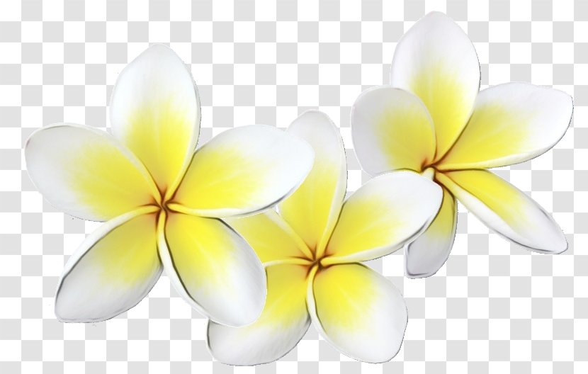 Frangipani Flower Petal Yellow Plant - Paint Transparent PNG