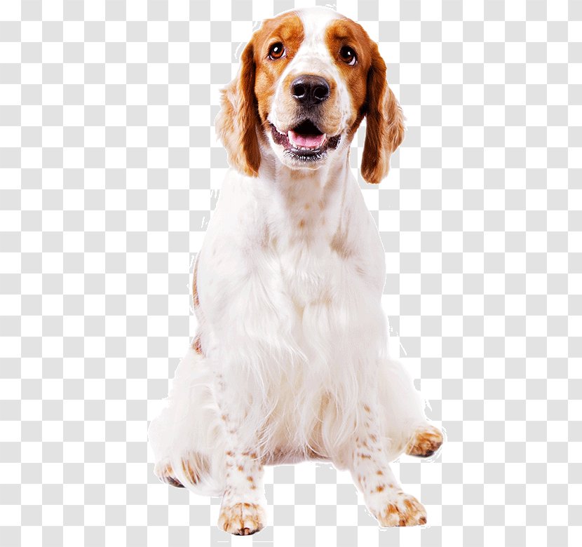 Dog Spaniel Companion Cocker Irish Red And White Setter Transparent PNG