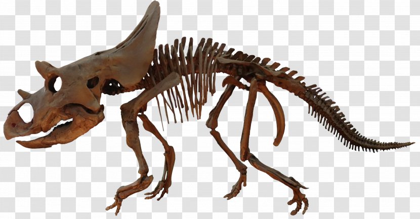 Agujaceratops Velociraptor Ceratopsia Brachyceratops Late Cretaceous - Pentaceratops Transparent PNG