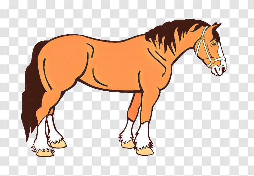 Horse Cartoon - Colt - Tail Drawing Transparent PNG