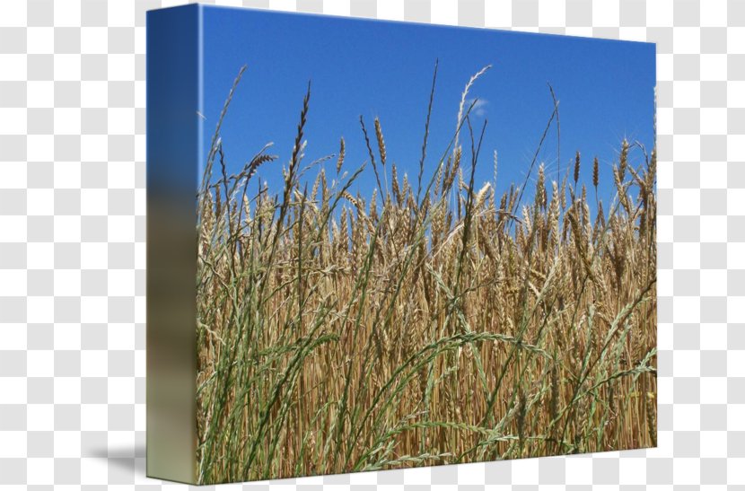 Triticale Vetiver Rye Ecoregion Prairie - Grain - Whole-wheat Flour Transparent PNG