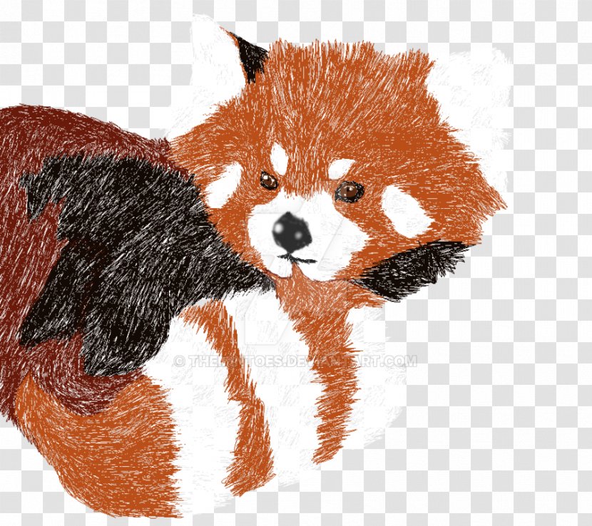 Red Fox Panda Dog Whiskers Transparent PNG