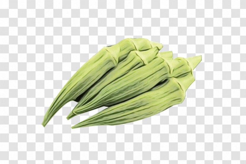 Okra Plant Vegetable Grass Food - Flowering - Mallow Family Transparent PNG