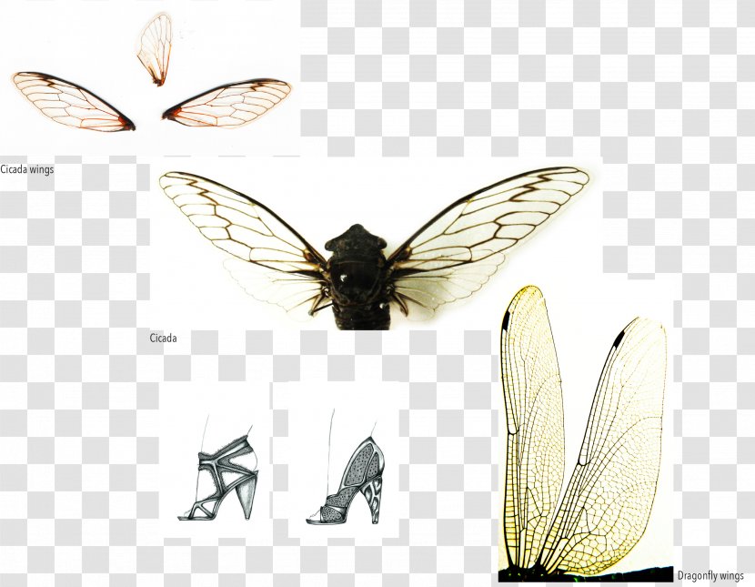 Moth Insect Wing Pterygota Cicadas - Frame - Cartoon Transparent PNG