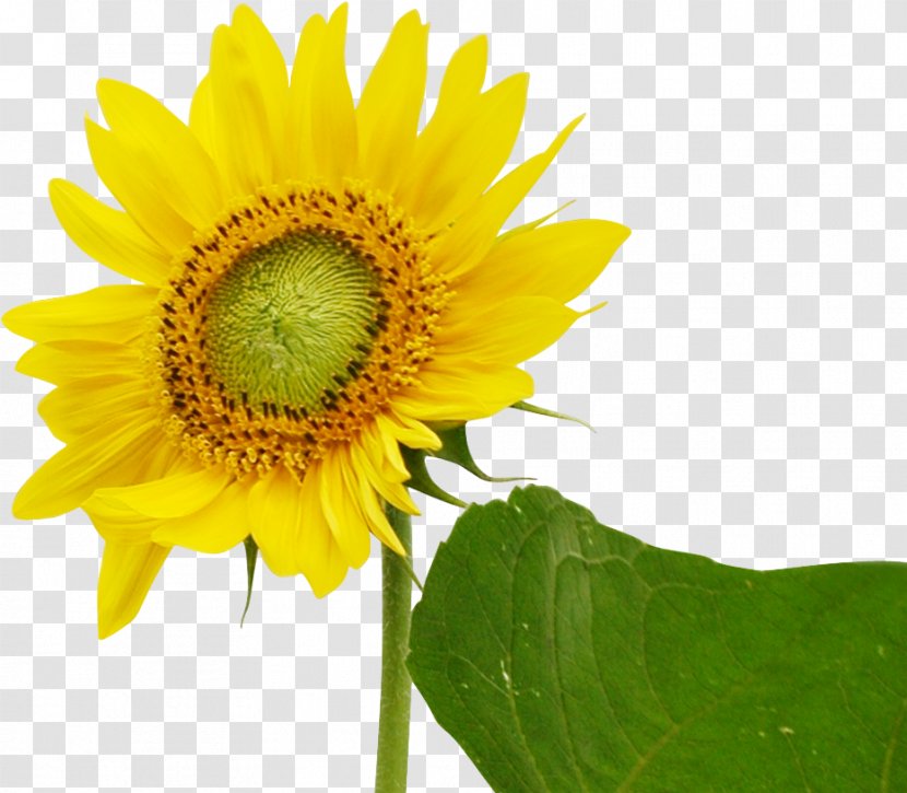 Common Sunflower Download - Flowering Plant Transparent PNG