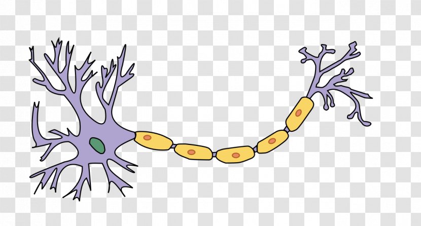 Neuron Axon Nervous System Nerve Myelin - Twig - Label Transparent PNG