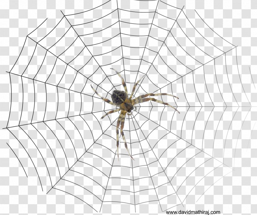 Spider Web The Bible: Old And New Testaments: King James Version Drawing - Black White Transparent PNG