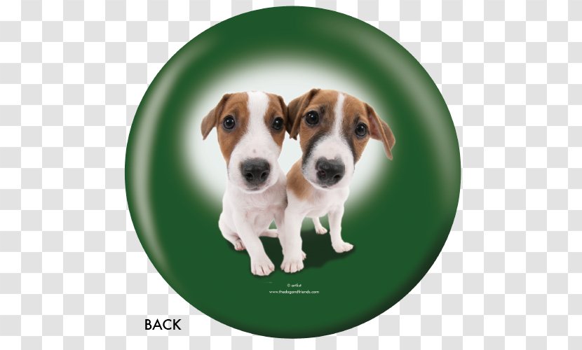 Jack Russell Terrier English Foxhound Dog Breed Parson Tenterfield - Like Mammal Transparent PNG