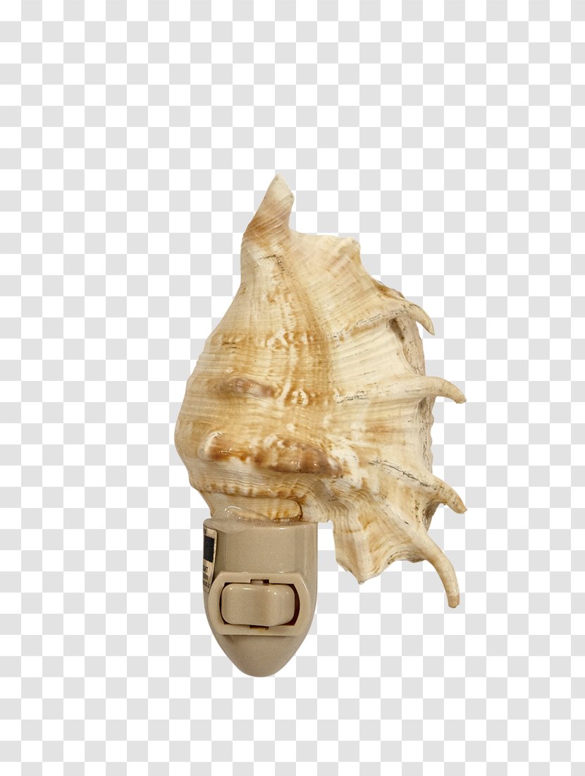 Seashell Conch Abalone Lambis Shankha - Wind Chimes - Shaped Inkstone Transparent PNG