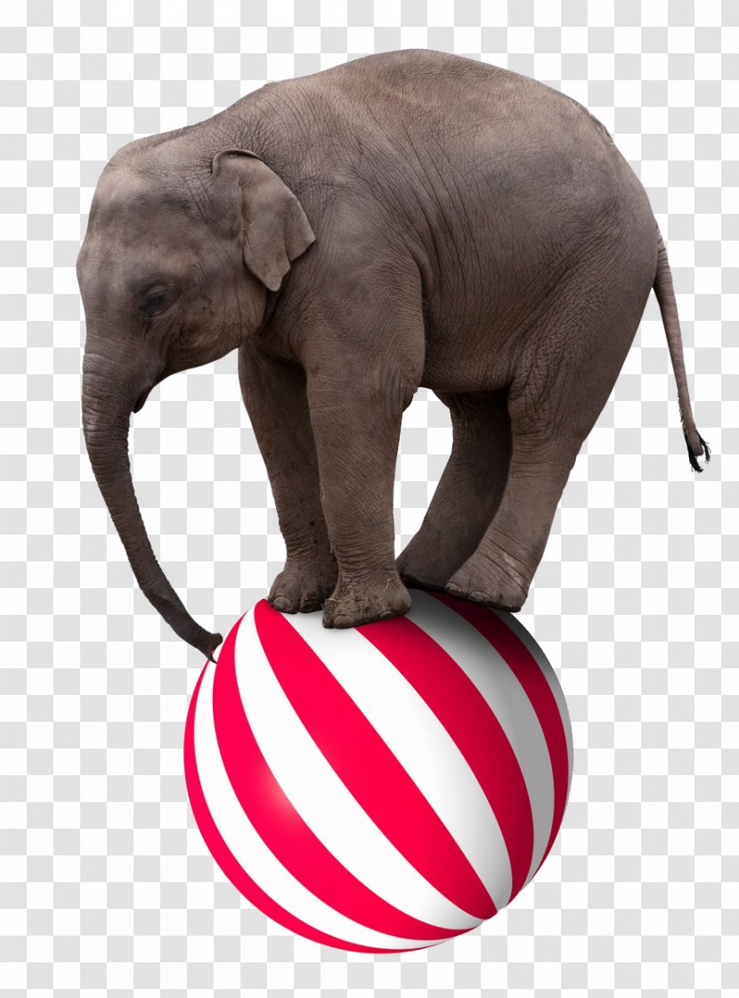 Elephant Circus Stock Photography Royalty-free Clip Art - Photographer - PPT Creative Stepped On The Ball Transparent PNG