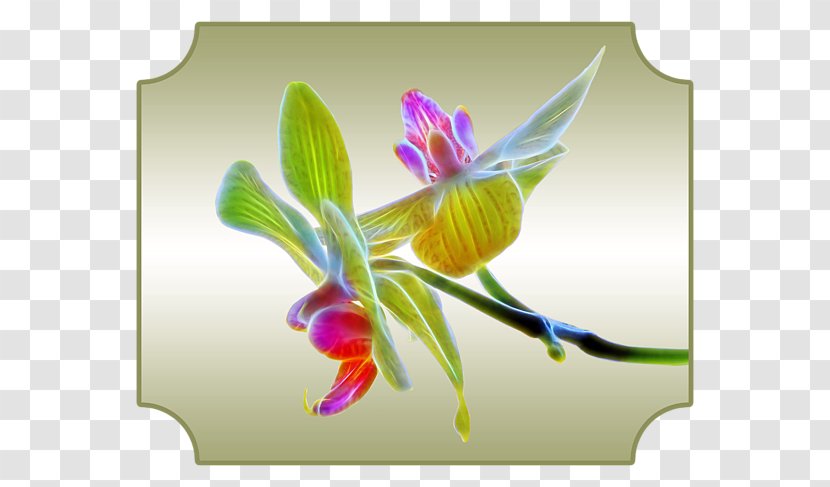 Orchids Clip Art - Tshirt - Billing Transparent PNG