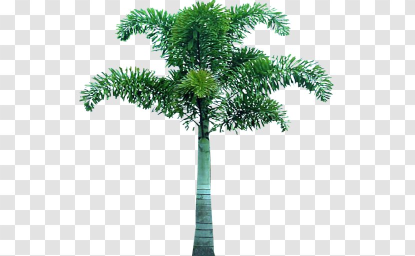 Arecaceae Tree Evergreen Clip Art - Houseplant - Palm Transparent PNG