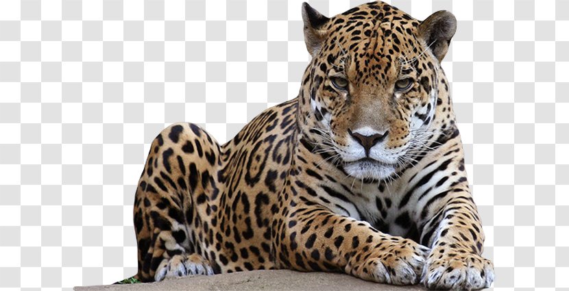Leopard Lion Jaguar - Carnivoran - Amur Transparent PNG