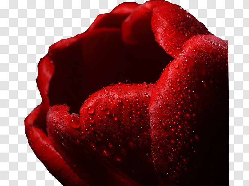 Garden Roses Beach Rose Petal 千図網 - Red - Lale Transparent PNG