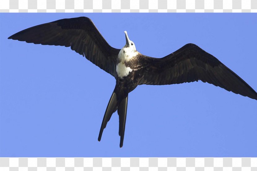 Bald Eagle Galápagos Islands Bird Finches Beak Transparent PNG