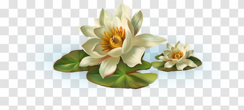 Nelumbo Nucifera Sacred Geometry Clip Art - Plant - Cut Flowers Transparent PNG
