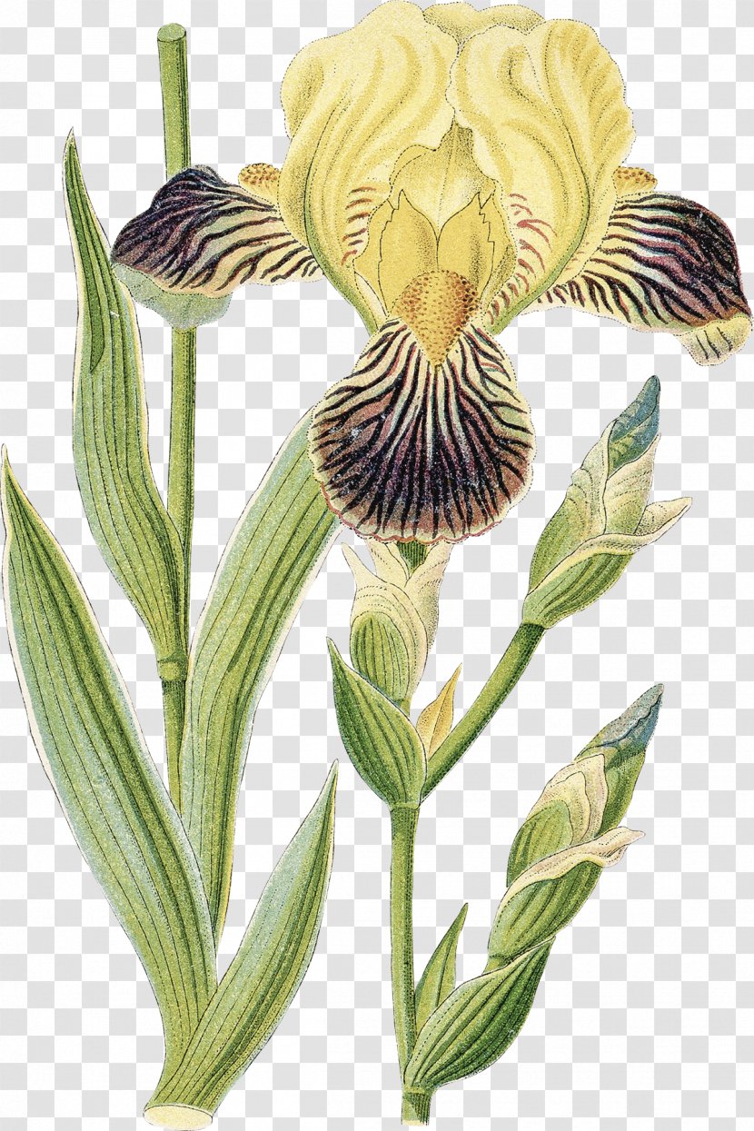 Orris Root Iris Germanica Croatica Stock Photography - Watercolor Transparent PNG