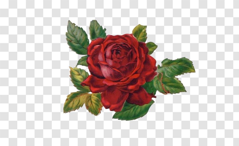 Garden Roses Cabbage Rose Floribunda Abziehtattoo Cut Flowers - Flower Bouquet - Regina George Transparent PNG