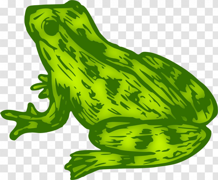 Toad True Frog Clip Art Kermit The - Color Transparent PNG