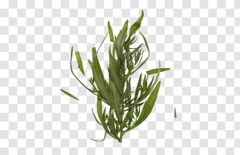 Tarragon Grasses Herbalism Plant Stem Leaf - Family Transparent PNG