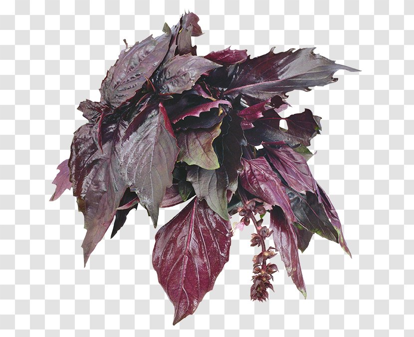 Beefsteak Plant Basil Zagavory Herb Mints - Leaf - базилик Transparent PNG