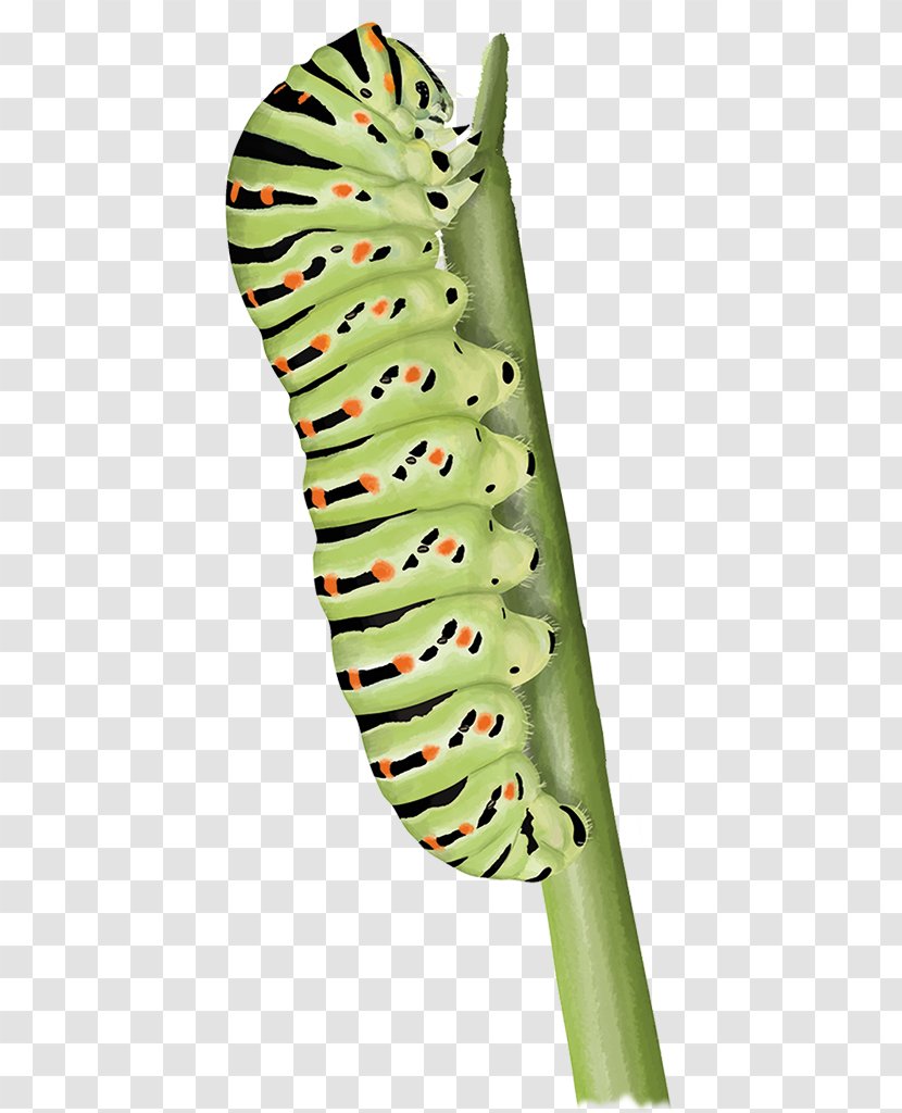 Caterpillar Tropical Woody Bamboos Rattan Basket Flügel - Bag - Daucus Carota Transparent PNG