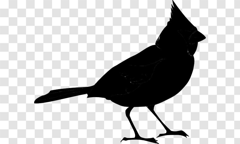 Bird St. Louis Cardinals Clip Art - Blackbird Transparent PNG