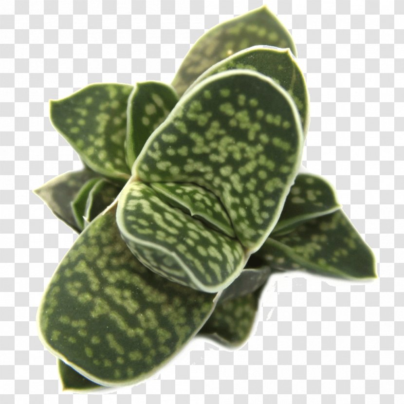 Leaf Gasteria Succulent Plant Haworthia Transparent PNG