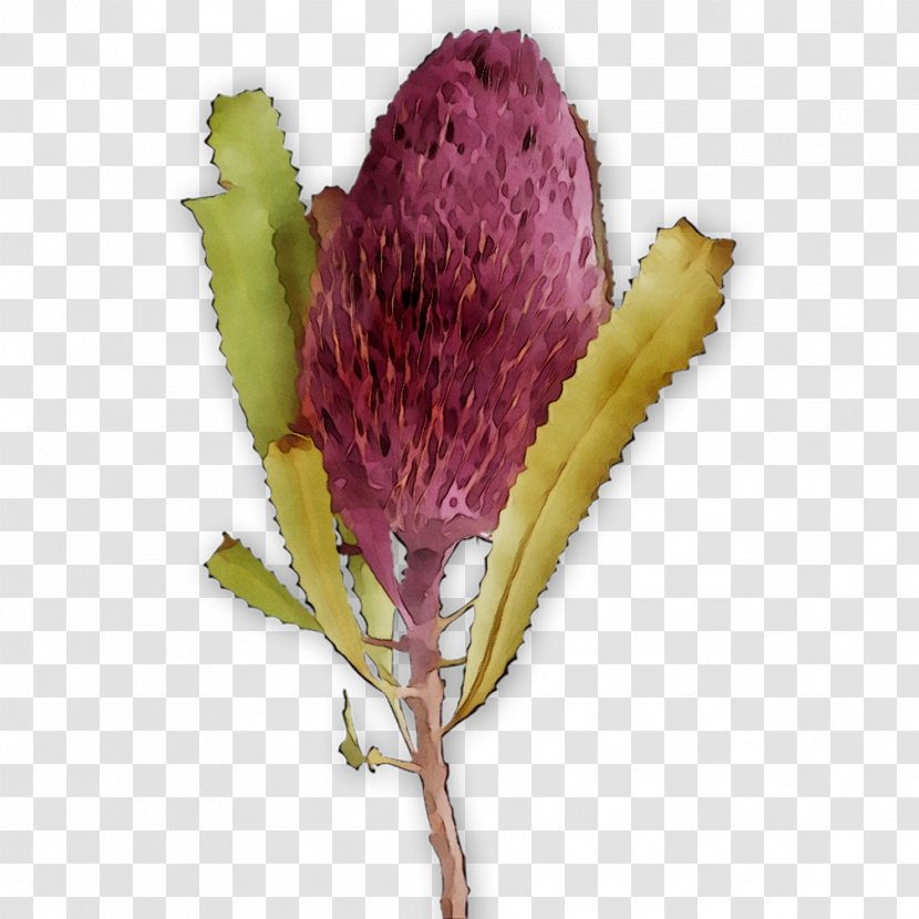 Herbaceous Plant Stem Bud Flowering Plants - Botany Transparent PNG