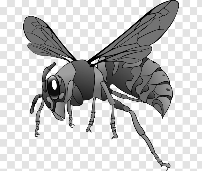 Hornet Bee Clip Art - Membrane Winged Insect Transparent PNG