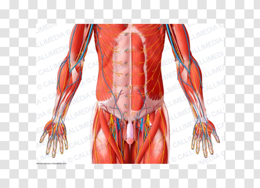 Hip Pelvis Abdomen Muscle Human Body - Flower Transparent PNG