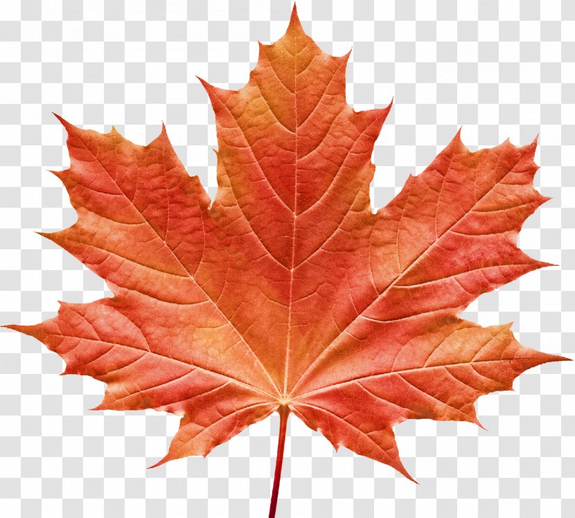 Vermont Maple Festival Leaf Clip Art Image - Tree Transparent PNG