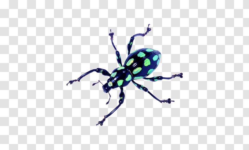 Longhorn Beetle Reptile Butterfly - Flying Bug Transparent PNG