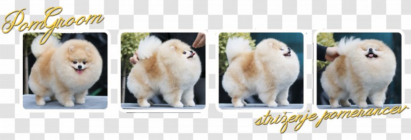 German Spitz Klein Pomeranian Dog Breed - ınjun Transparent PNG