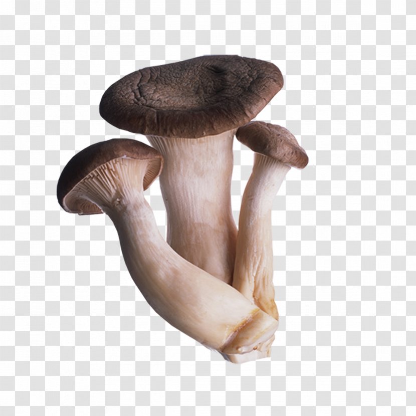 Oyster Mushroom Fungus Shiitake Straw - Pleurotus Eryngii Transparent PNG